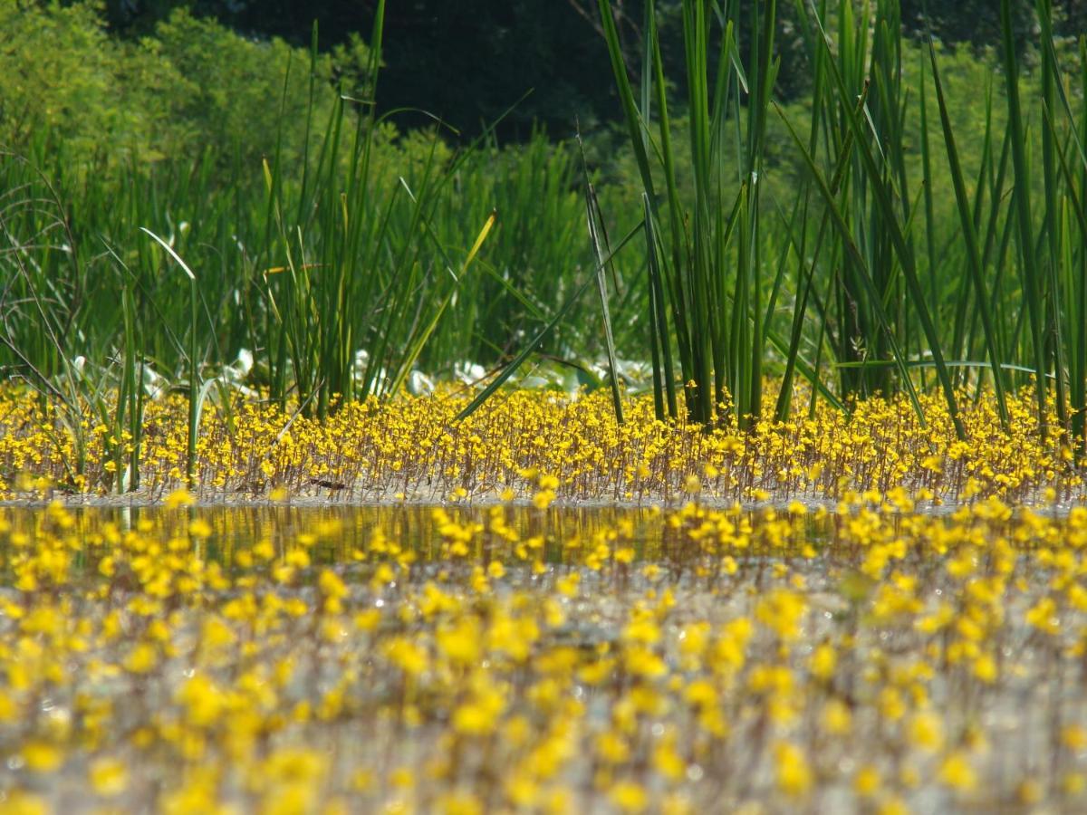 Muzilovcica Rural Tourism Family Ravlicゲストハウス エクステリア 写真