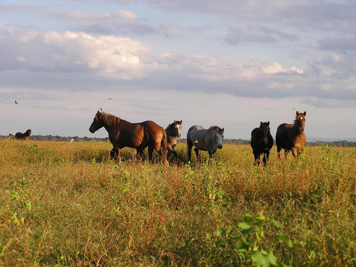 Muzilovcica Rural Tourism Family Ravlicゲストハウス エクステリア 写真