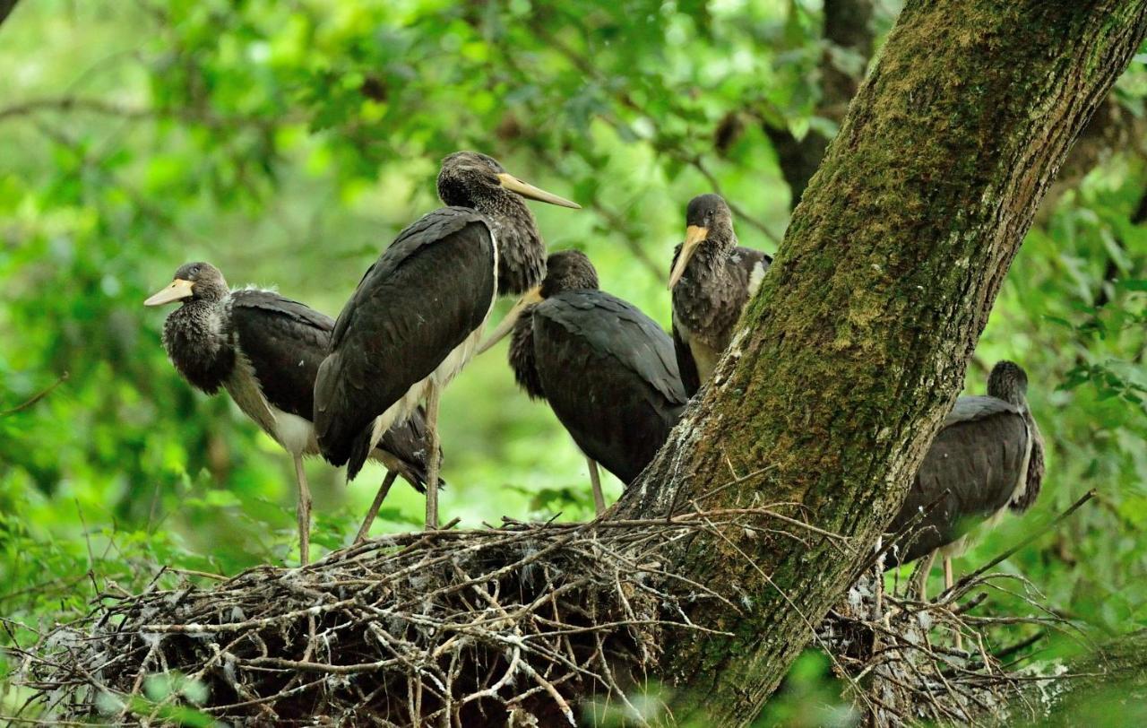Muzilovcica Rural Tourism Family Ravlicゲストハウス エクステリア 写真