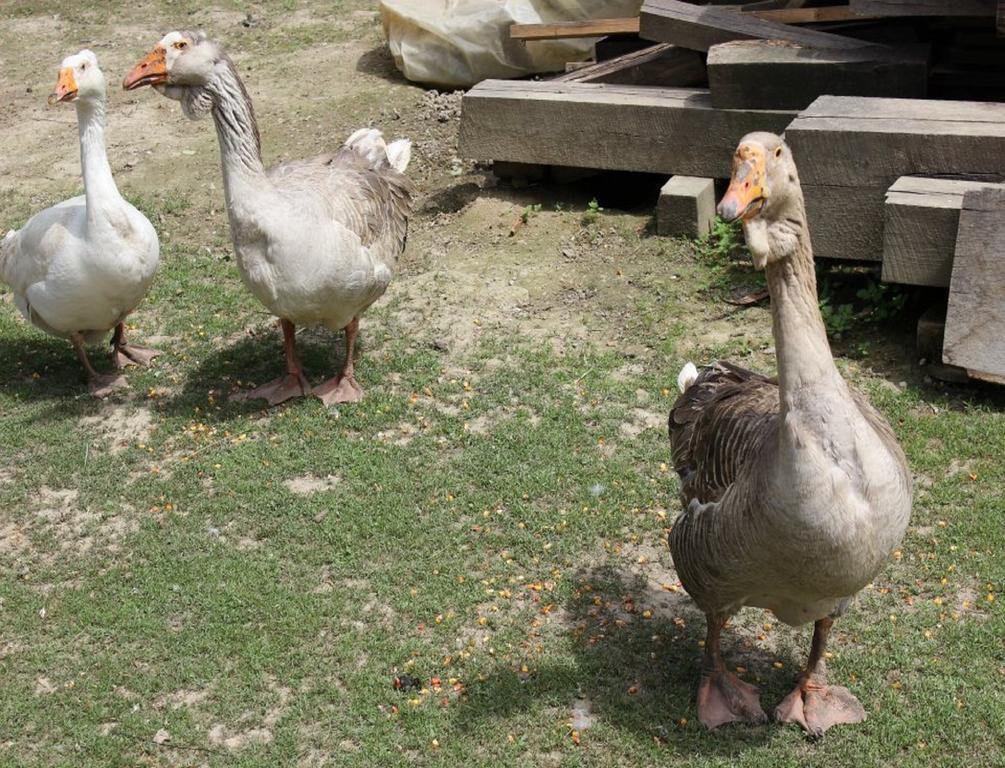 Muzilovcica Rural Tourism Family Ravlicゲストハウス エクステリア 写真