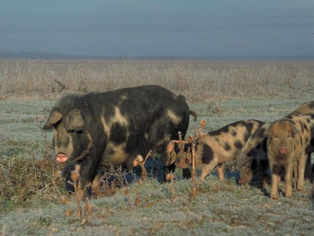 Muzilovcica Rural Tourism Family Ravlicゲストハウス エクステリア 写真